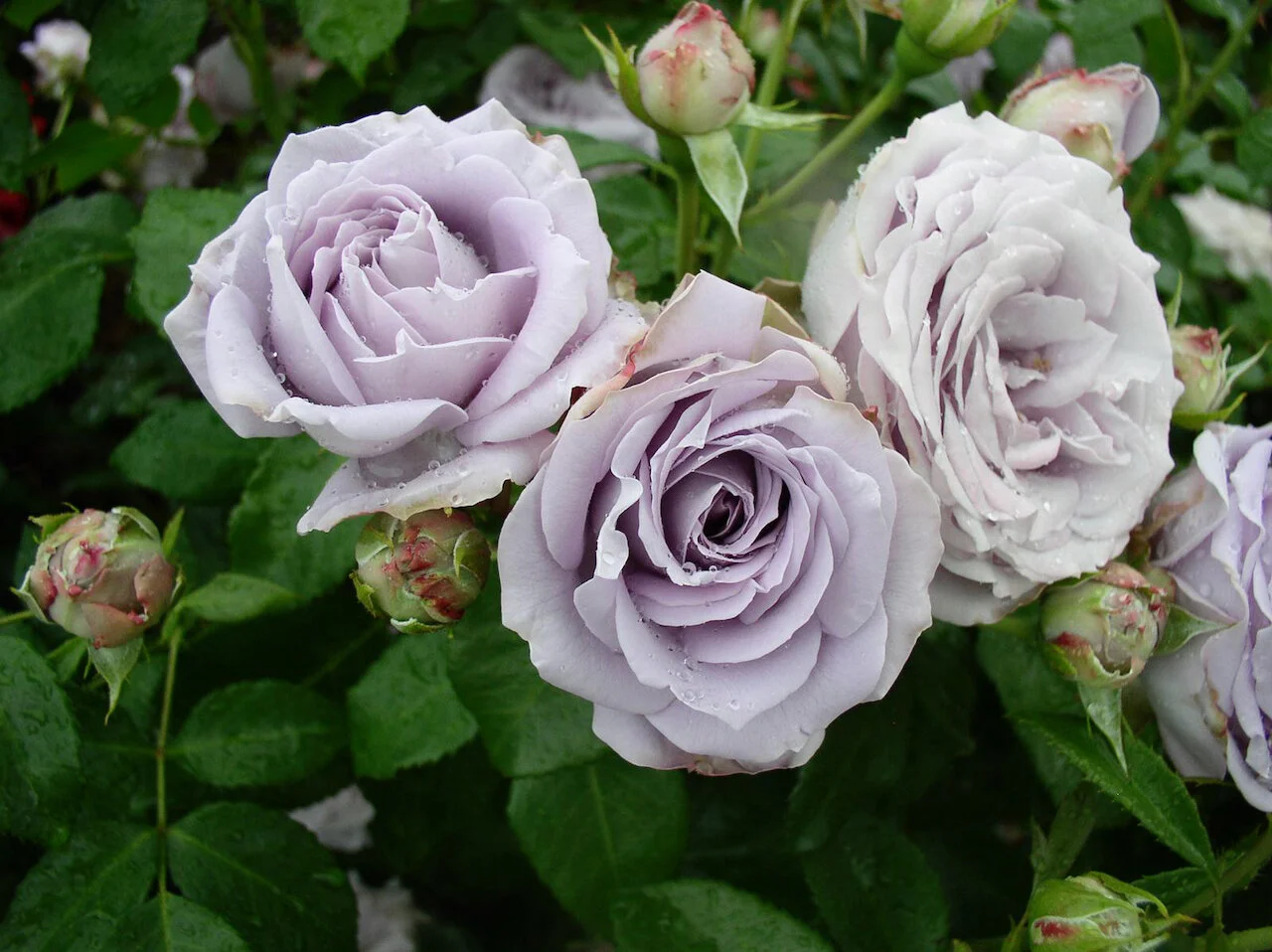 Foxy Lady — Select Roses